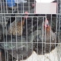 Chick Chain 2004 037